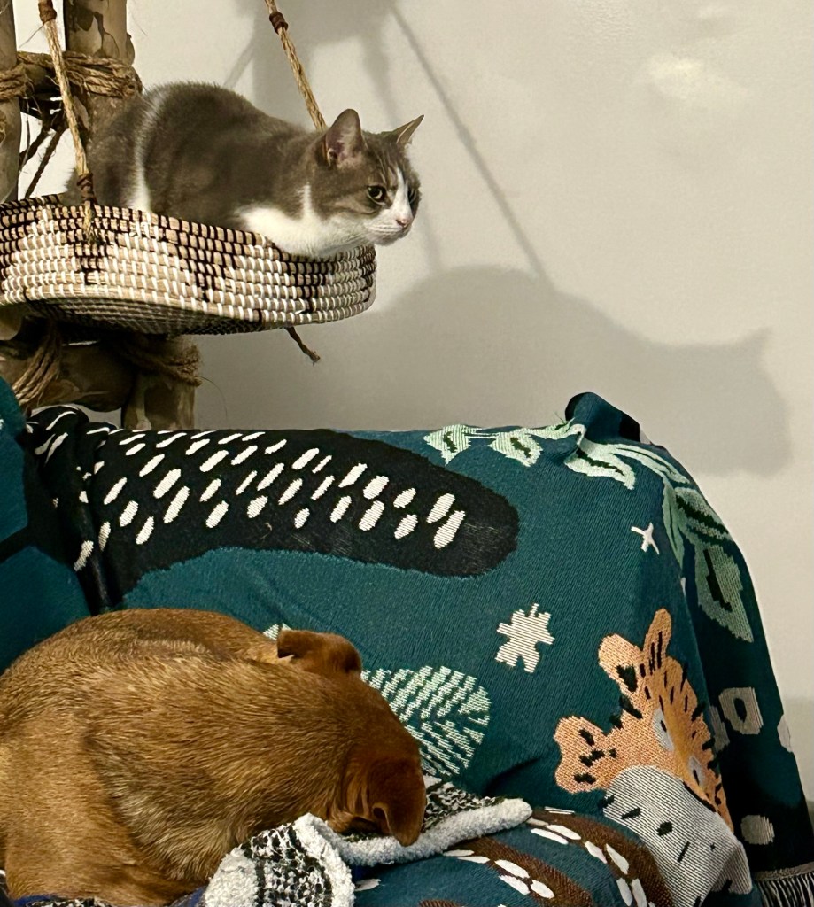 A pretty grey tabby sits in a cat tree basket with her chest rounded over the edge.  She looks like a gargoyle.