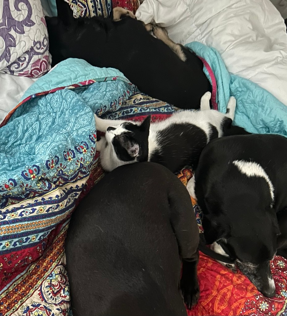 A young black and white cat sleeps surrounded by three dogs on a comfortable looking bed with a bright, colorful blanket.