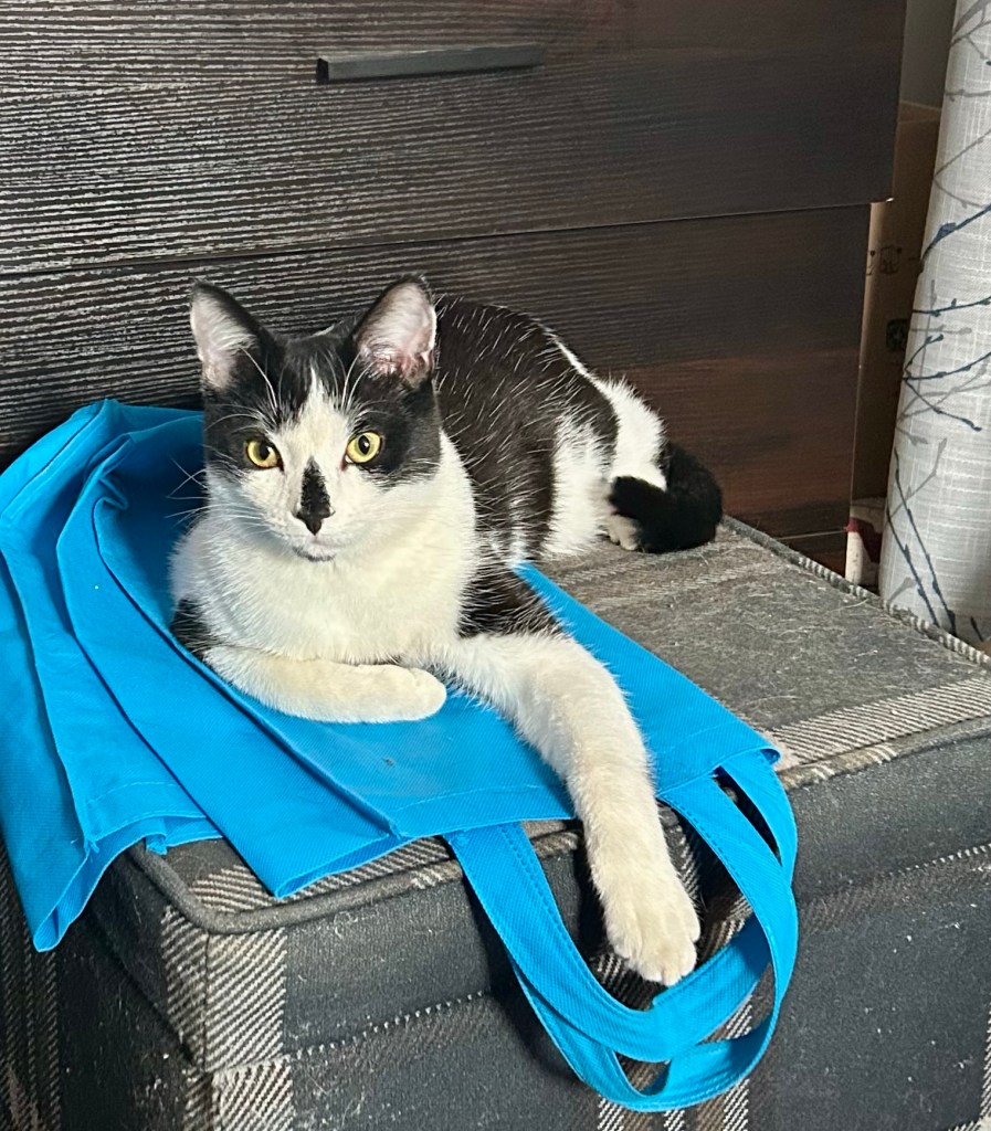 A very handsome young tuxedo cat lounges on an ottoman with his front left leg extended.