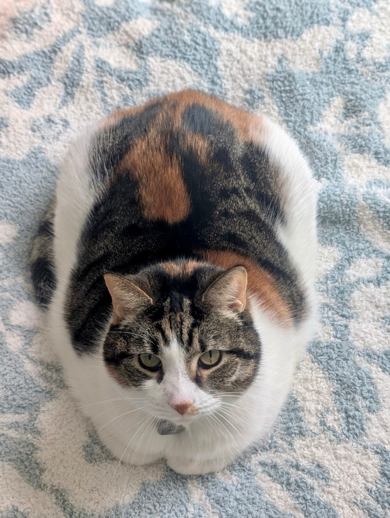 A pretty calico sits in loaf position.