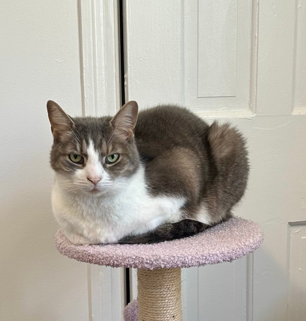 A pretty stripy grey tabby with a white chest sits atop a small cat tree in loaf position.