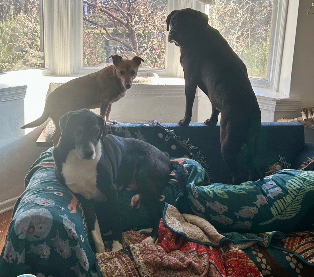 Three dogs sit on the back of a couch, squashing the pillows.
