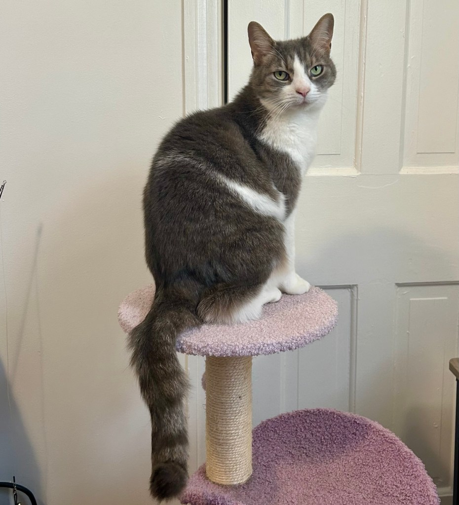 A pretty grey tabby poses in Egyptian position atop a small lavender cat tree.