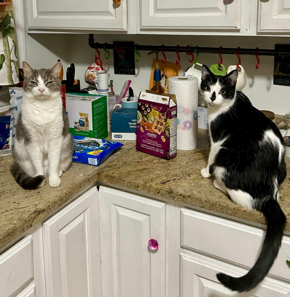 A pretty grey tabby and a young tuxedo cat sit atop a kitchen counter. The tabby looks annoyed, as if she can’t believe her pointy ears.