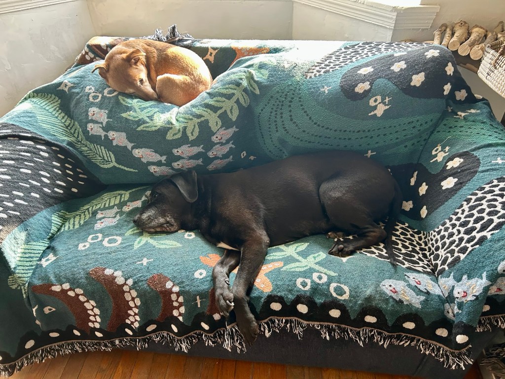 Two dogs nap on a couch.