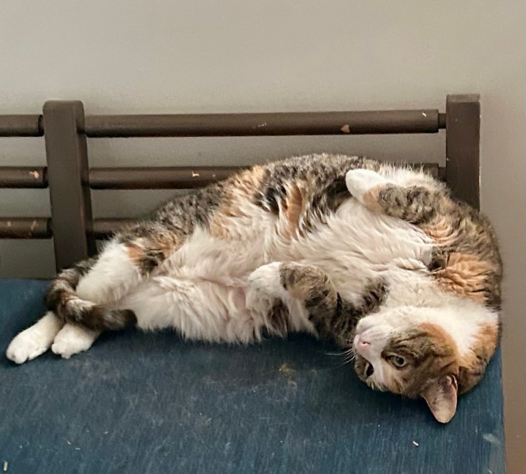 A gorgeous calico cat lounges on a wooden bench with her white tummy exposed.