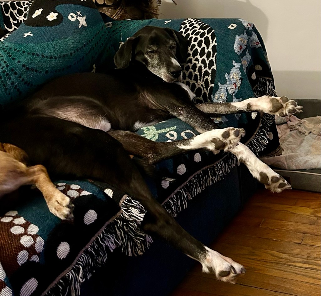 A handsome black and white hound with long legs lounges on a loveseat.