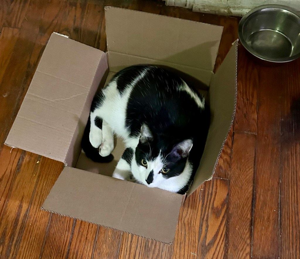 A handsome tuxedo cat lounges in a cardboard box.