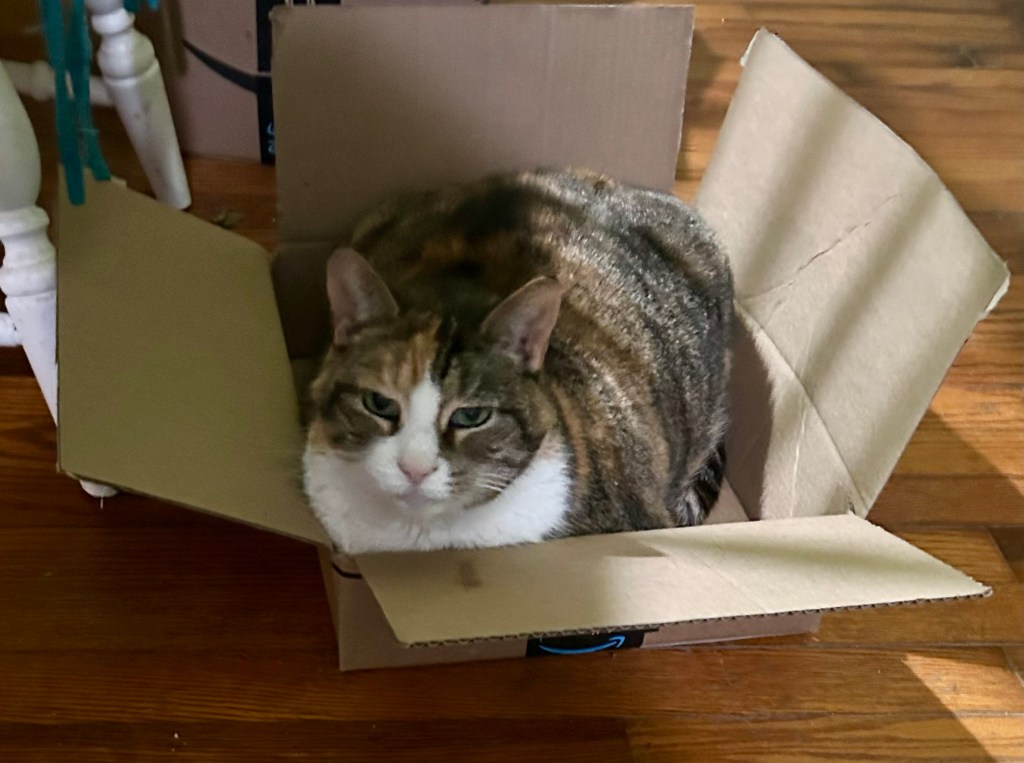 A pretty calico cat sits in a cardboard box.