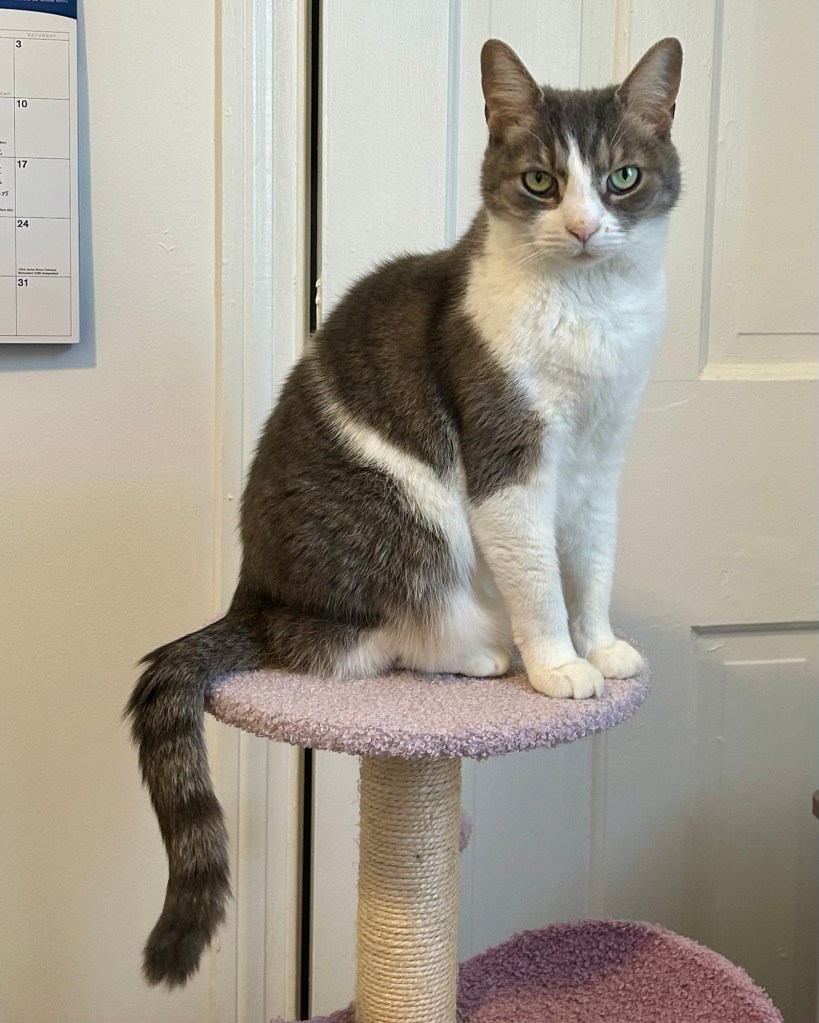 Cat on top of a cat tree