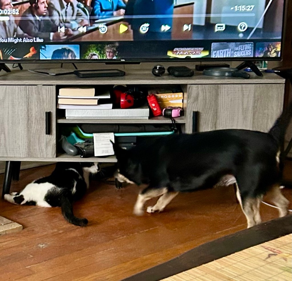 A black and white cat lounges under a TV cabinet while a small black dog leans over to sniff him.