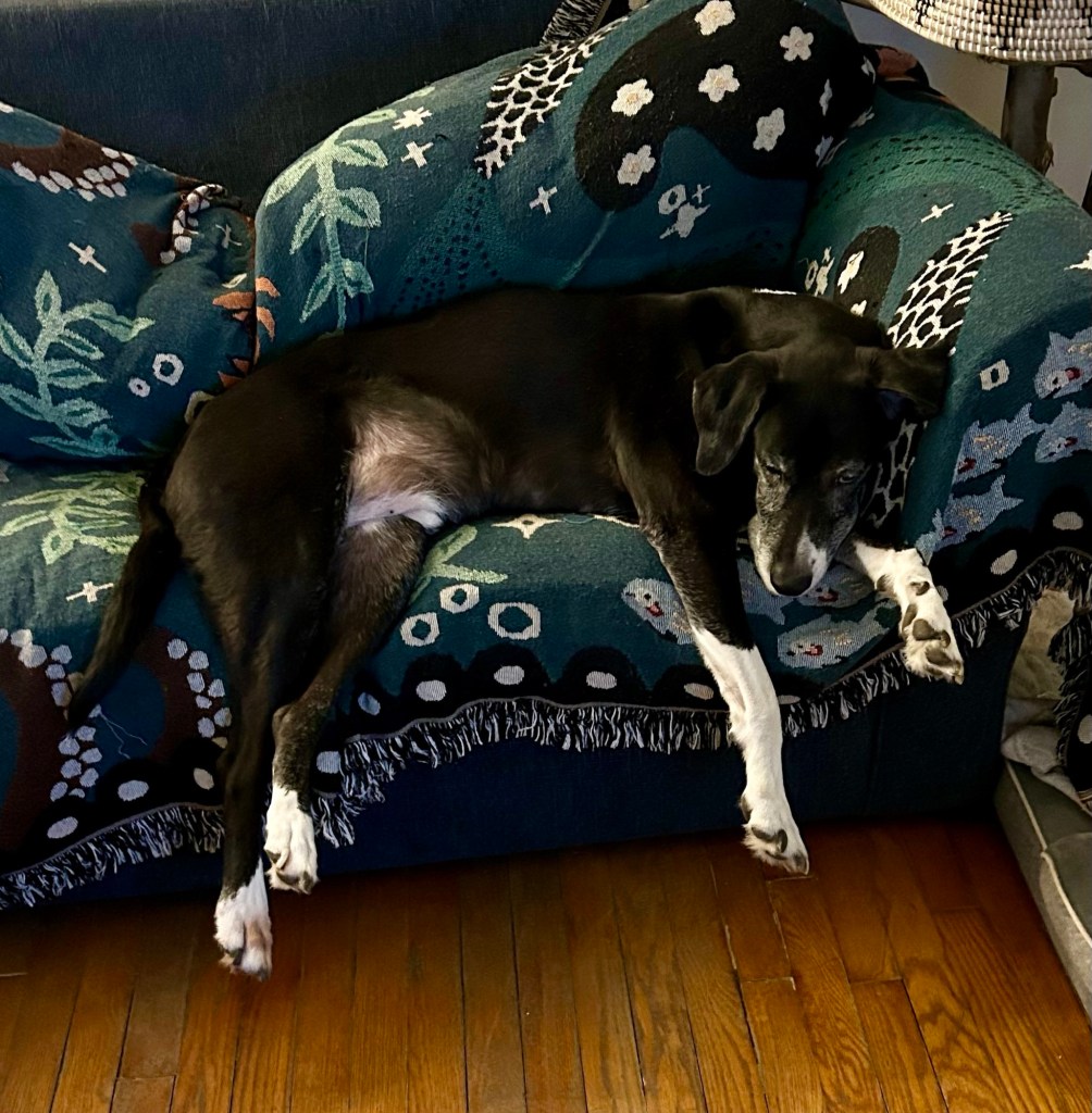 A big black and white hound lounges on a loveseat with his long legs draping over the side.