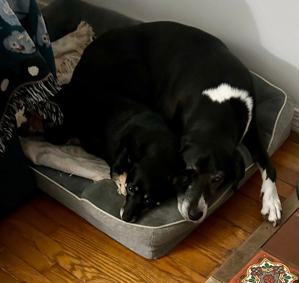 Two dogs snuggle together on a dog bed.
