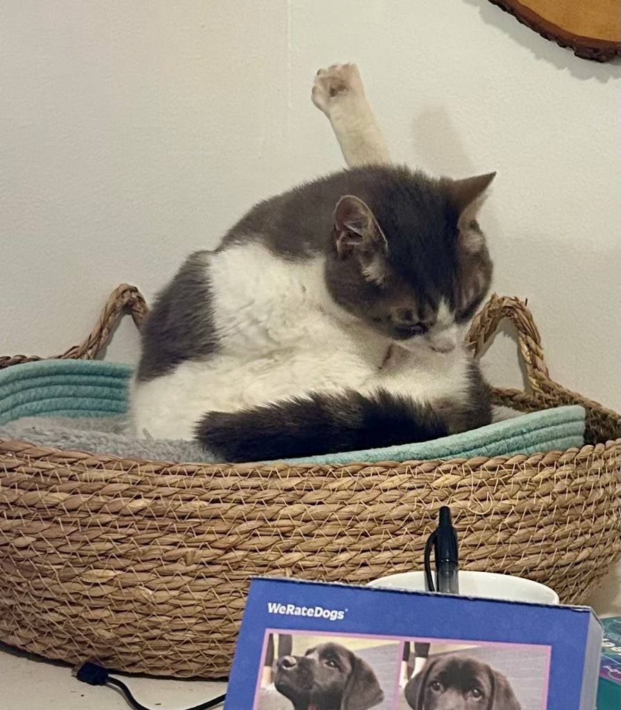 A pretty grey tabby cat sits in a cat basket and grooms one of her back legs.