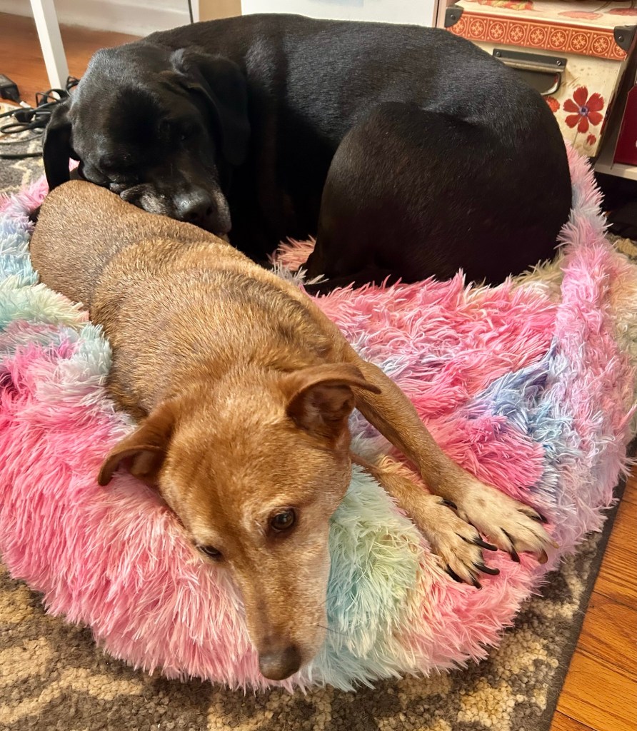 A little yellow dog stretches out on a rainbow colored dog bed.  A big black dog is curled up behind him, using his flank as her pillow.