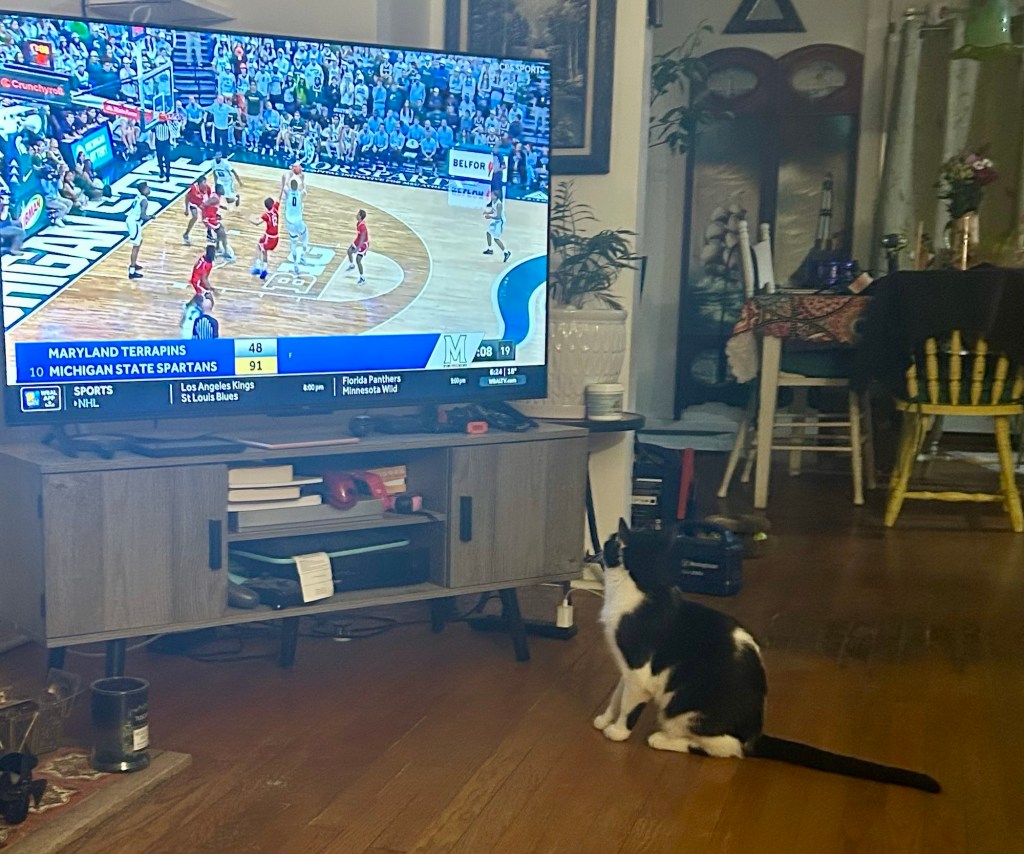 A little black and white cat sits in front of a tv, watching a basketball game intently.
