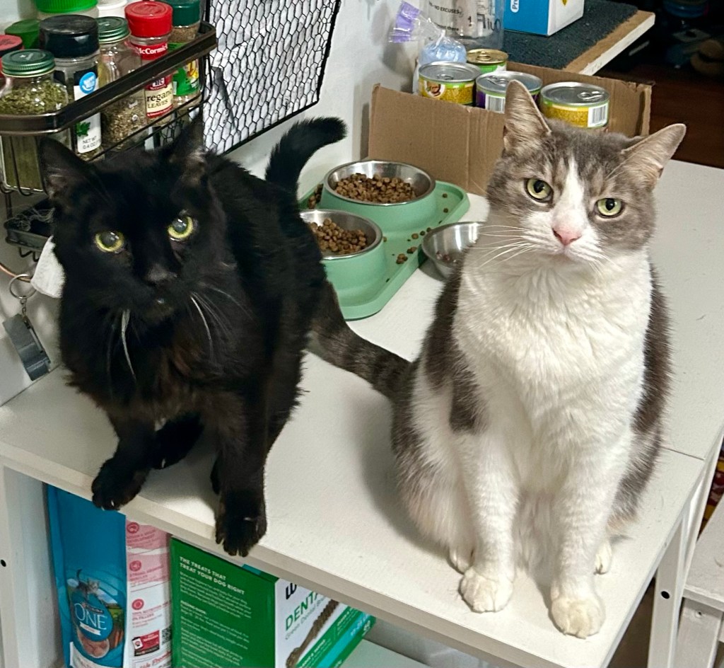 Two cats sit on a kitchen work table with their backs to two bowls of kibble.