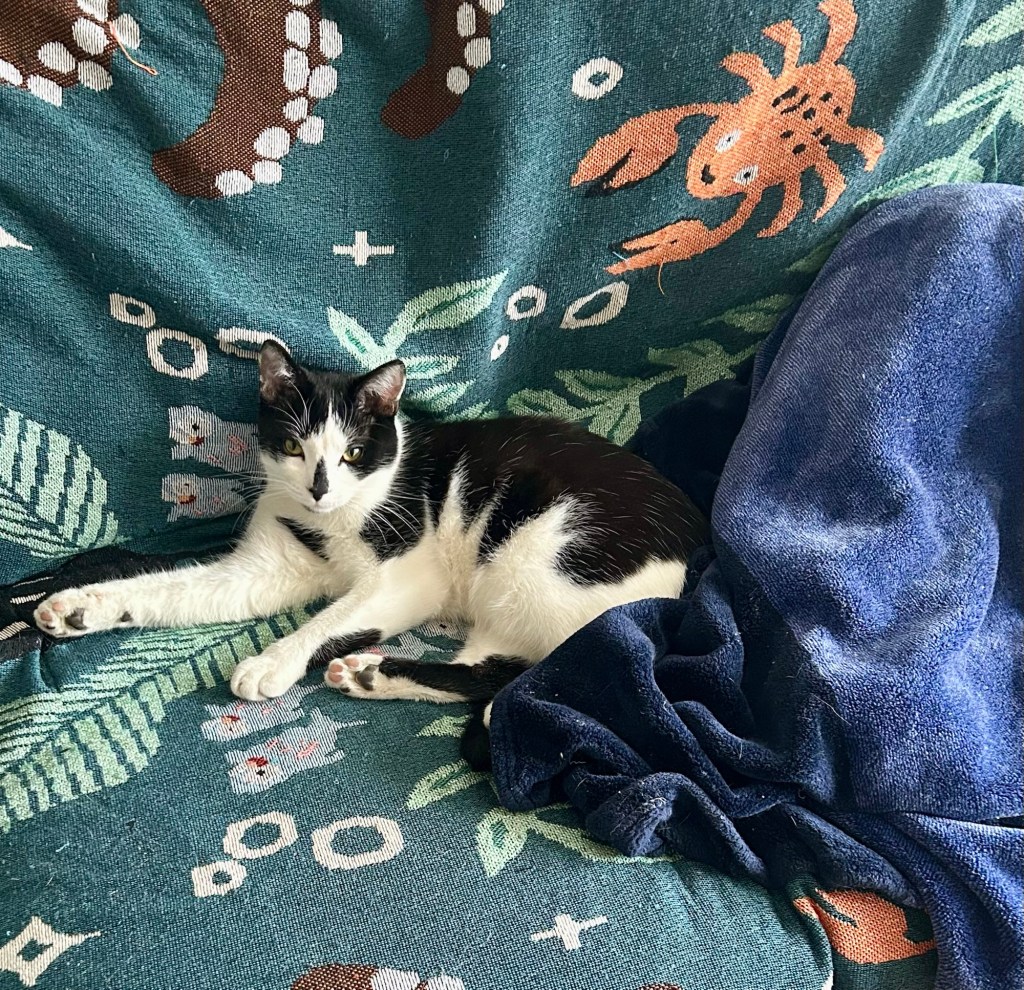 A handsome tuxedo cat curls up on a couch next to a man’s feet under a blanket.