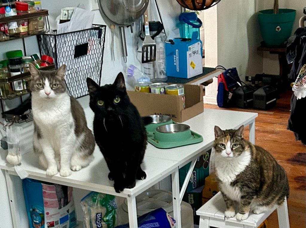 Two cats sit on a kitchen work table and one sits on the step stool right beside them.  They are staring at the camera pointedly.  Their kibble bowls are empty and this is not right.