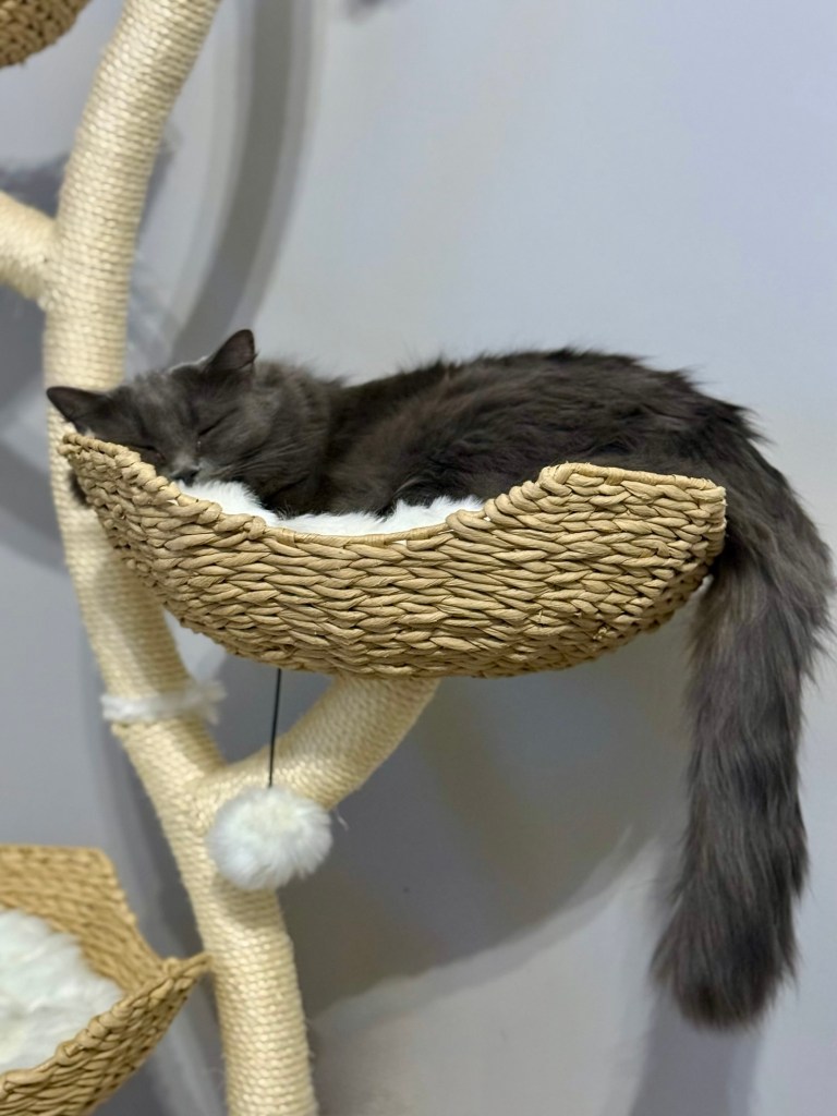 A handsome fluffy grey cat sleeps on a cat tree with his glorious tail draped over the side.