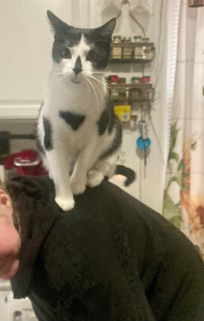 A handsome black and white cat sits atop the shoulders of a woman who is partially bent over.