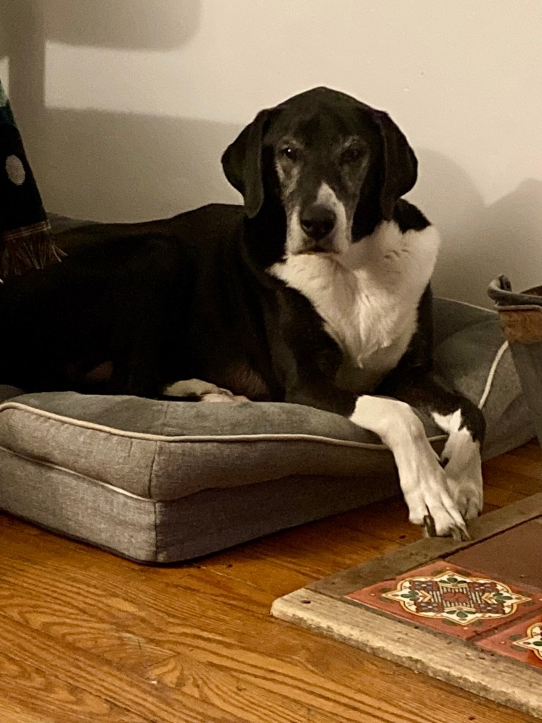 An extremely handsome black and white hound lounges on a grey dog bed.