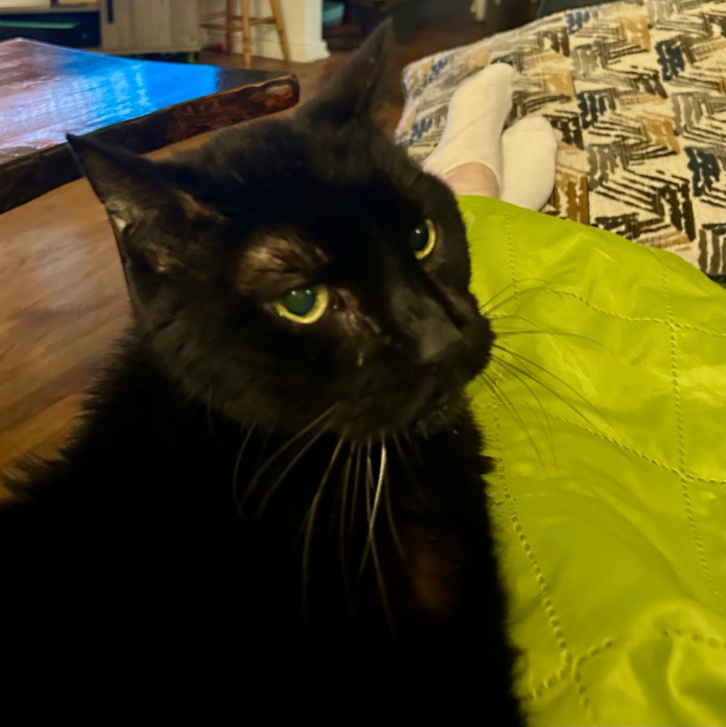 Handsome black cat on a bright green blanket.