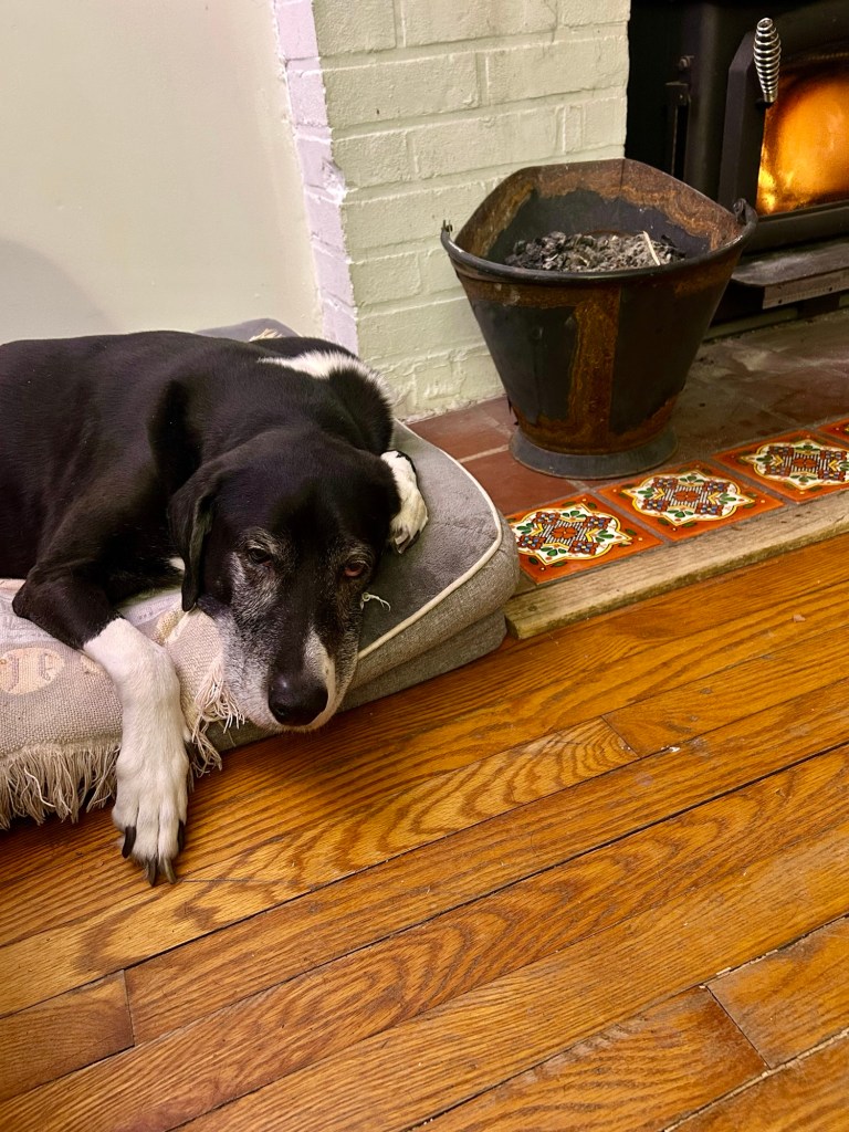 A large black and white hound lounges in a dog bed next to a fire in a fireplace.