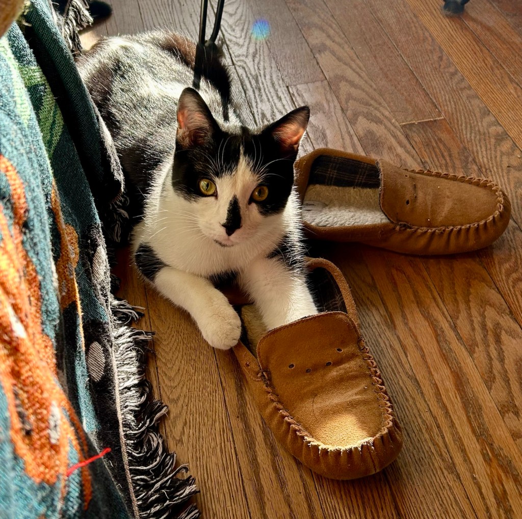 A handsome, young tuxedo cat lounges on the floor with one of his front paws inserted into a slipper.