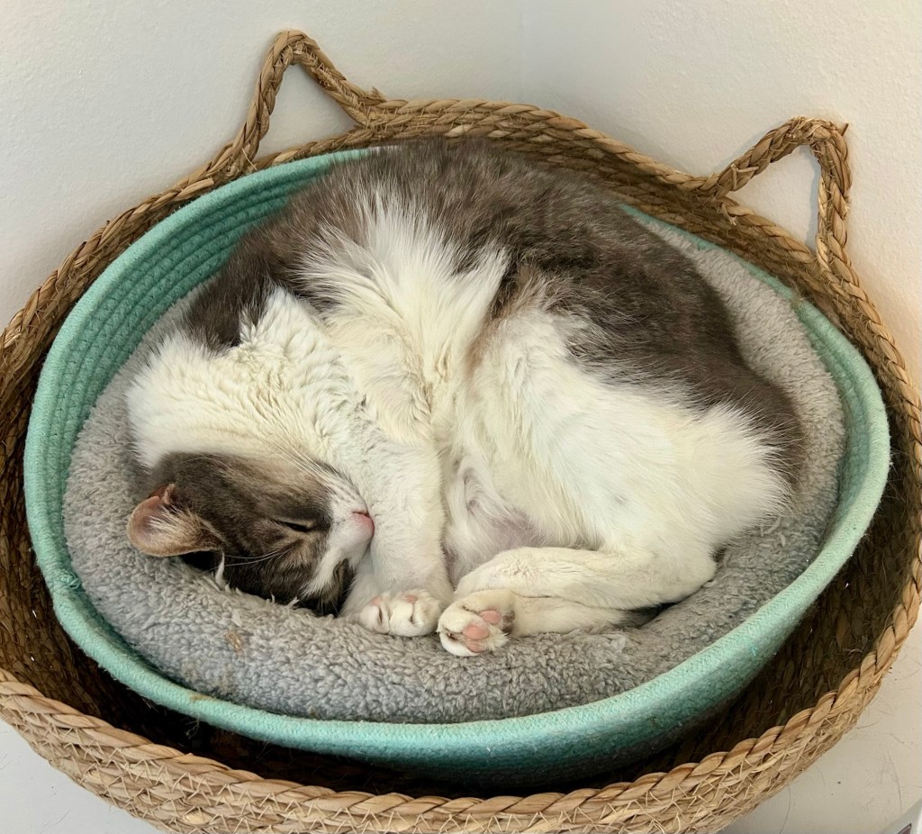 A pretty grey and white tabby sleeps curled up in a cat basket.