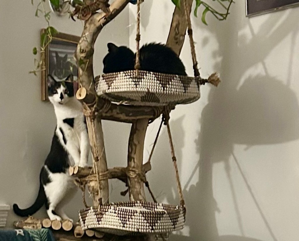 A handsome black cat sits in loaf position on a cat tree and a young black and white stands on a lower platform.