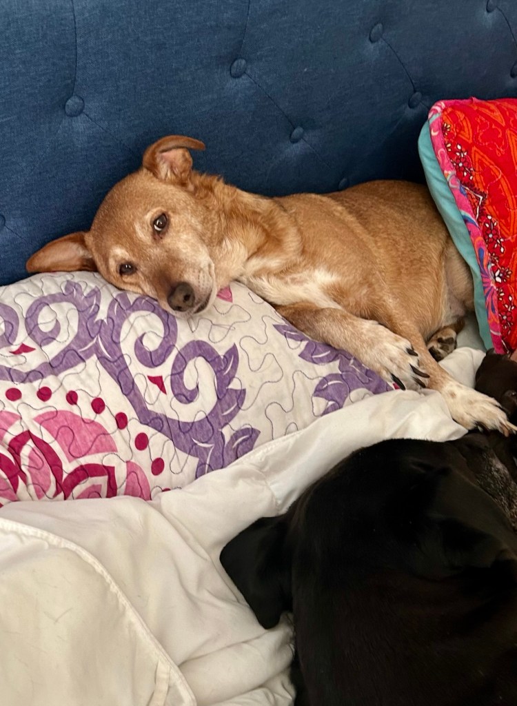 An adorable little yellow dog lounges in bed with his head atop a pillow.