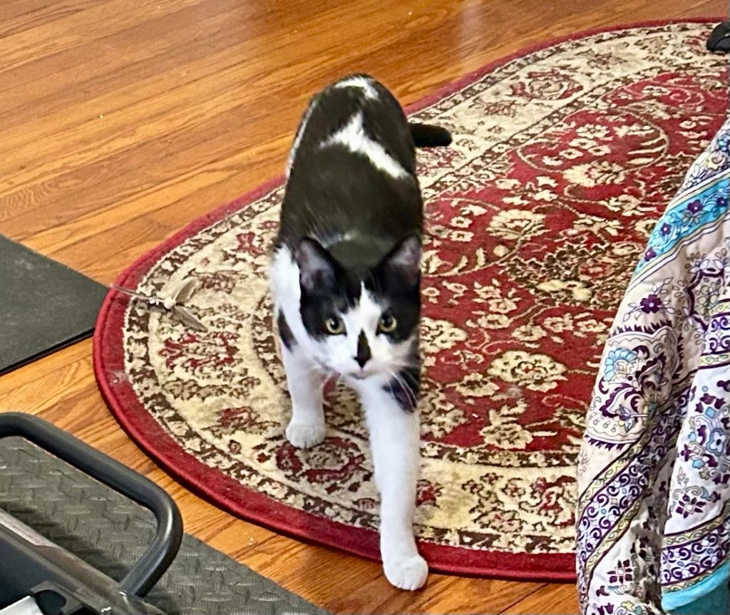 A handsome black and white cat prowls across a small rug.