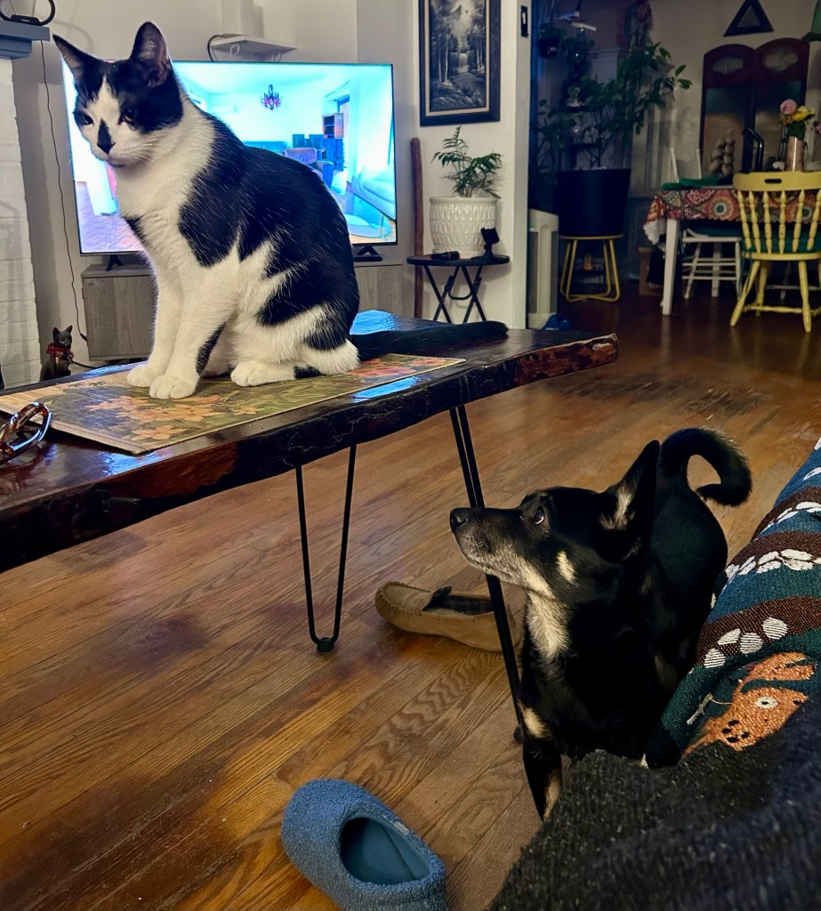 A black and white cat sits on a coffee table and a little black dog looks up at him from the floor.