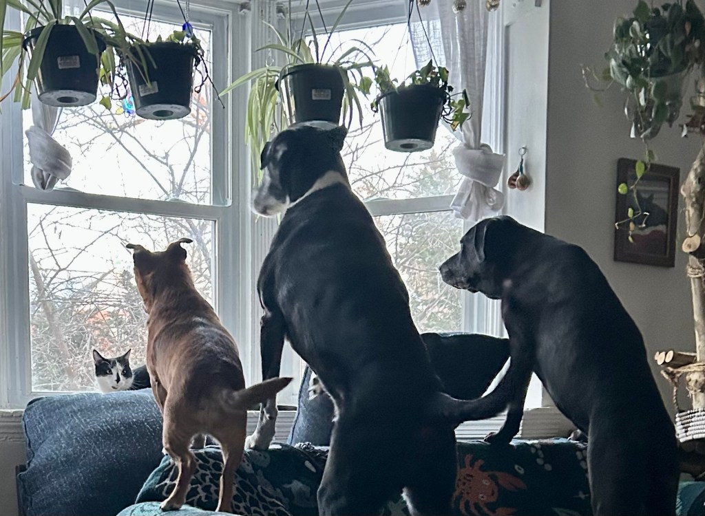 A little black and white cat looks accusingly at three dogs who are standing on their back legs looking out the window.