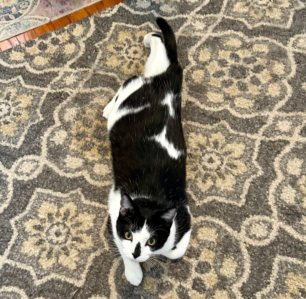 A handsome young tuxedo cat, seen from the front, lays flat on his belly on a carpet and stretches one of his back legs behind him.