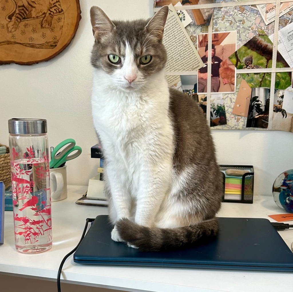 A pretty grey tabby sits on top of a closed laptop in a home office.