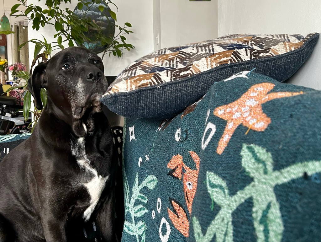 A glossy black dog with white markings looks balefully at a pillow balanced on the back of a couch.