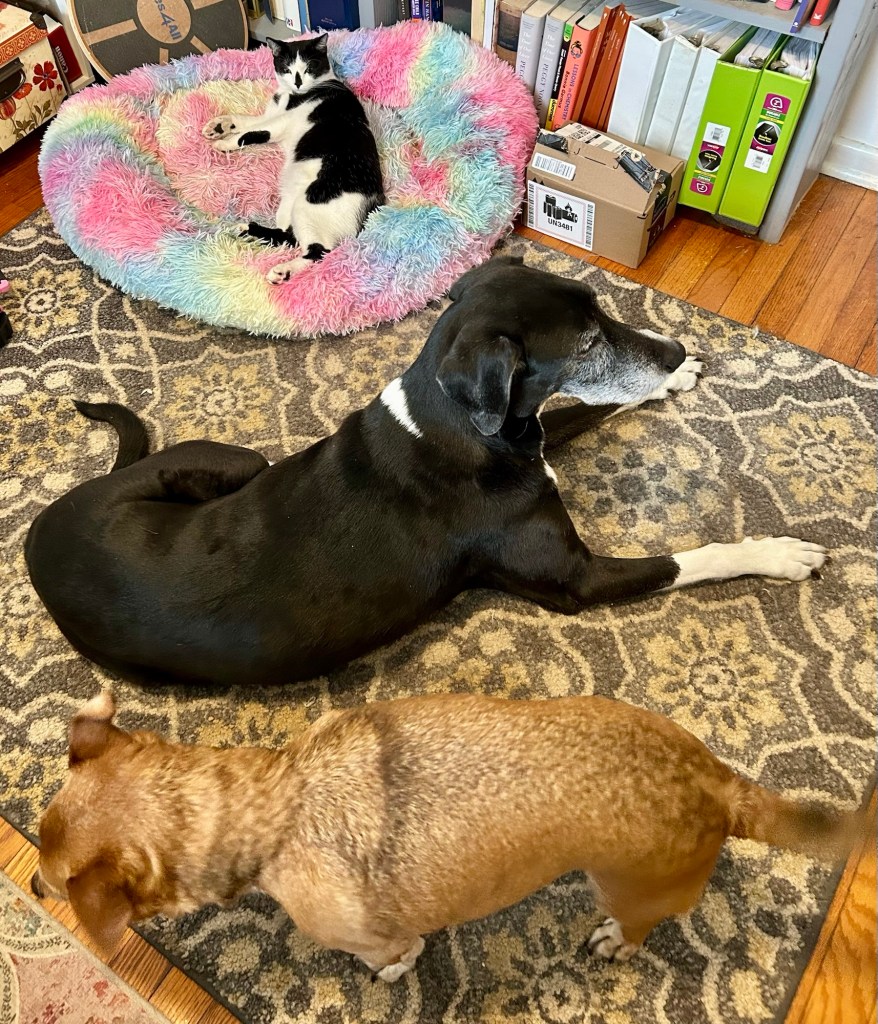 A little black and white cat lounges on a rainbow colored fuzzy dog bed while two dogs lay on the floor.