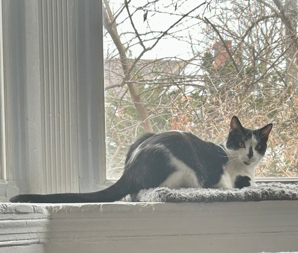 A young black and white cat sits in a bay window with his black tail fully extended behind him.