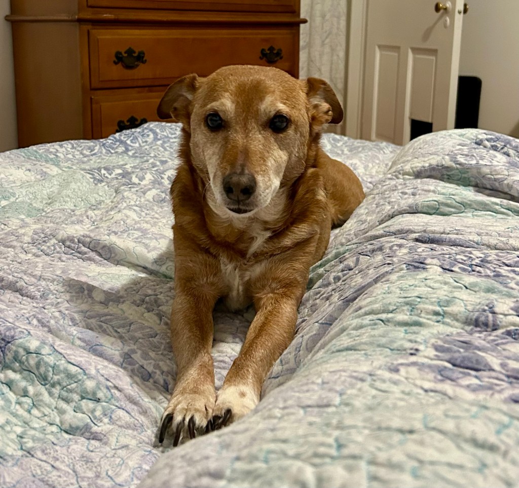 A little yellow dog lays all stretched out on his tummy on a bed.