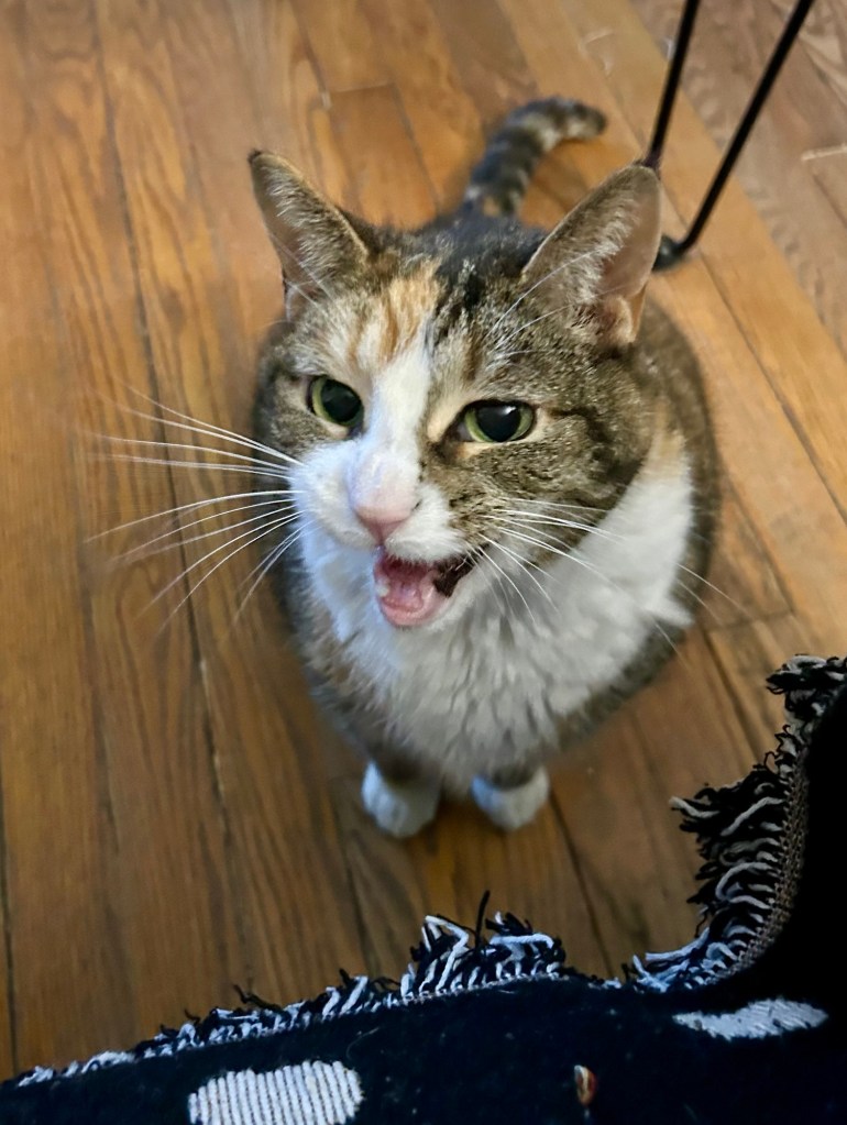 A pretty calico cat is looking at and meowing at her human.