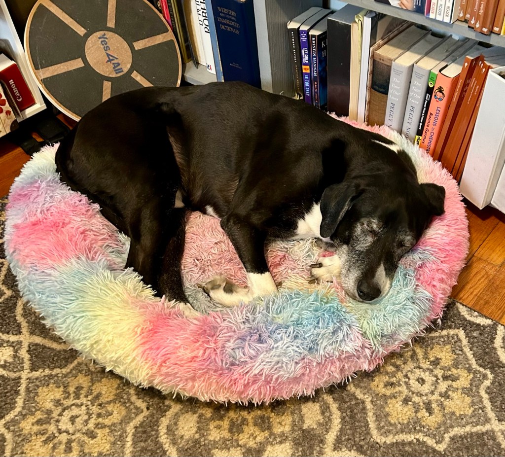 A magnificent black and white hound curls up for a nap on a rainbow-colored fuzzy dog bed.