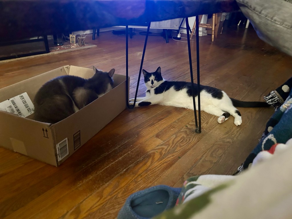 A pretty tabby sits in a cardboard box with her ears angled back in warning.  In front of her, a young black and white cat lounges on the floor.