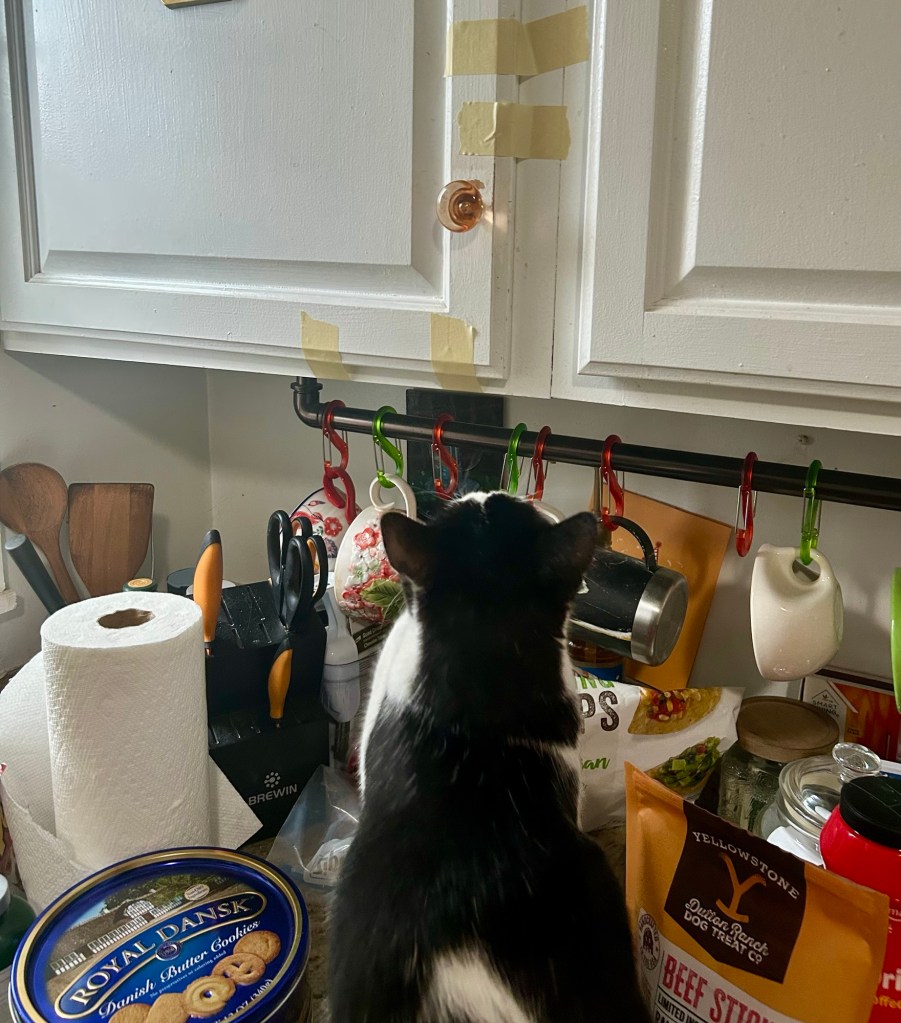 A young black and white cat sits on a kitchen counter looking up at cabinets that are taped shut.