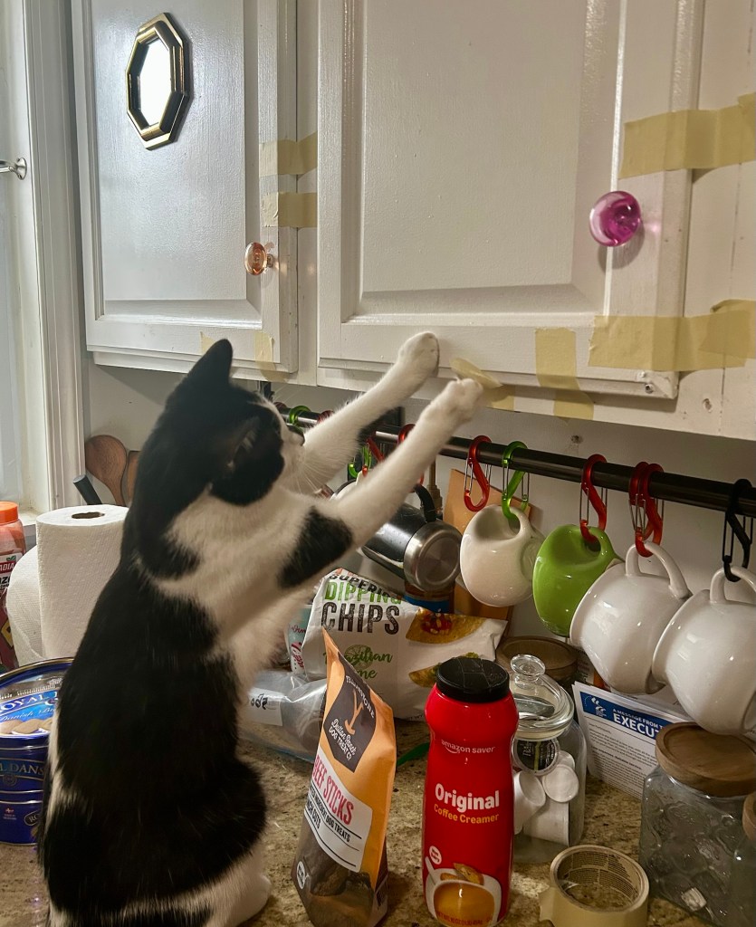 Same cat, same counter, same cabinets, but now the cat is peeling away the tape with his front paws.