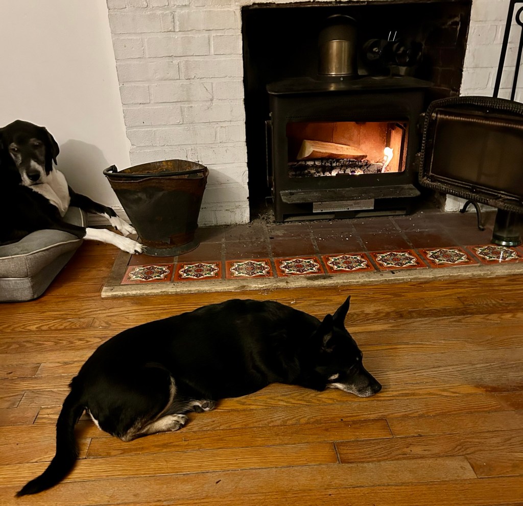 A pretty black dog with caramel markings lounges on a hardwood floor in front of a fireplace with a crackly fire.