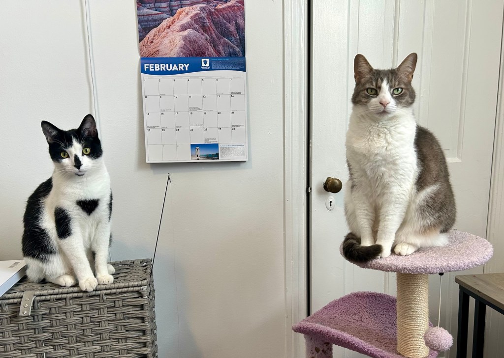 Two cats sit upright in Egyptian pose and look very dignified.
