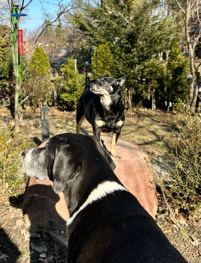 A little black dog and a large black and white hound enjoy their front yard on a sunny day.