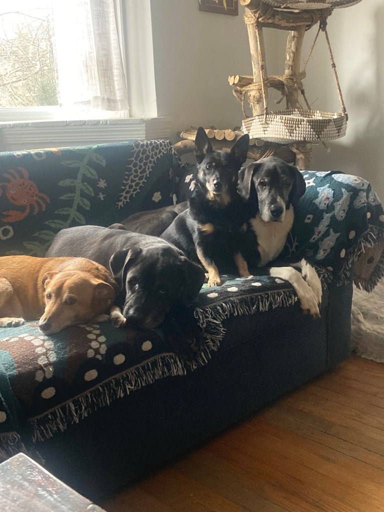 4 dogs relax together on a loveseat.